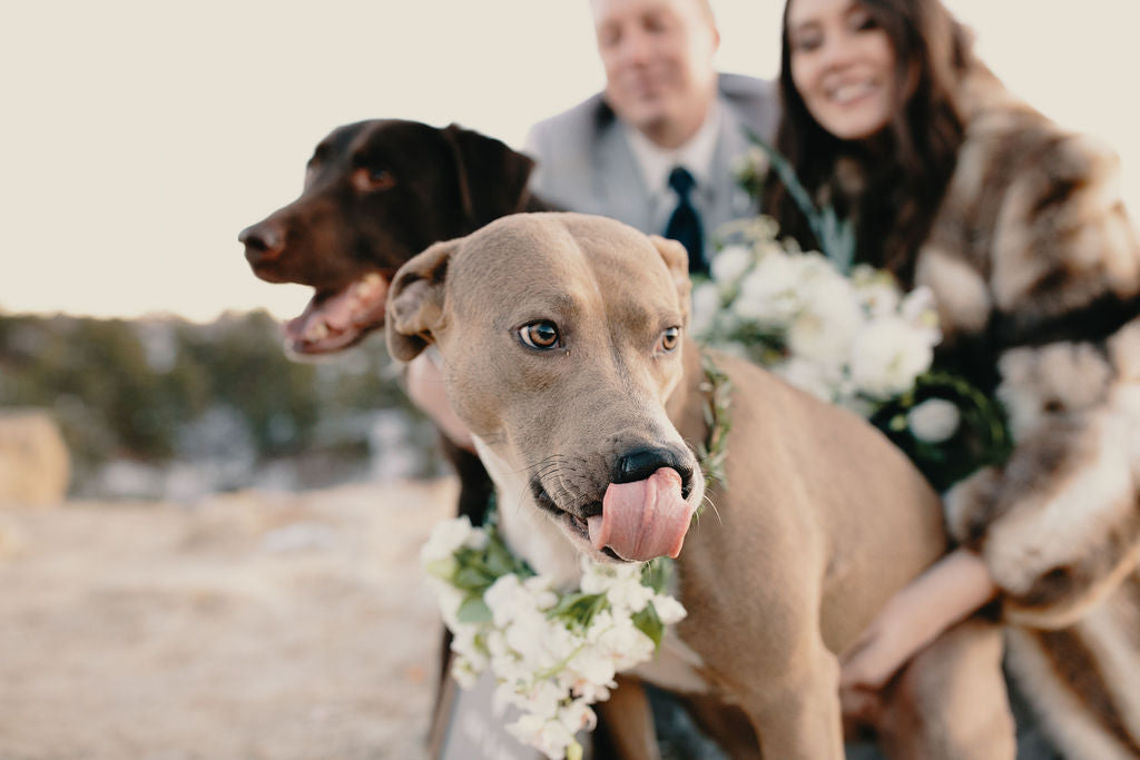 Hosting a Dog Friendly Wedding in Colorado